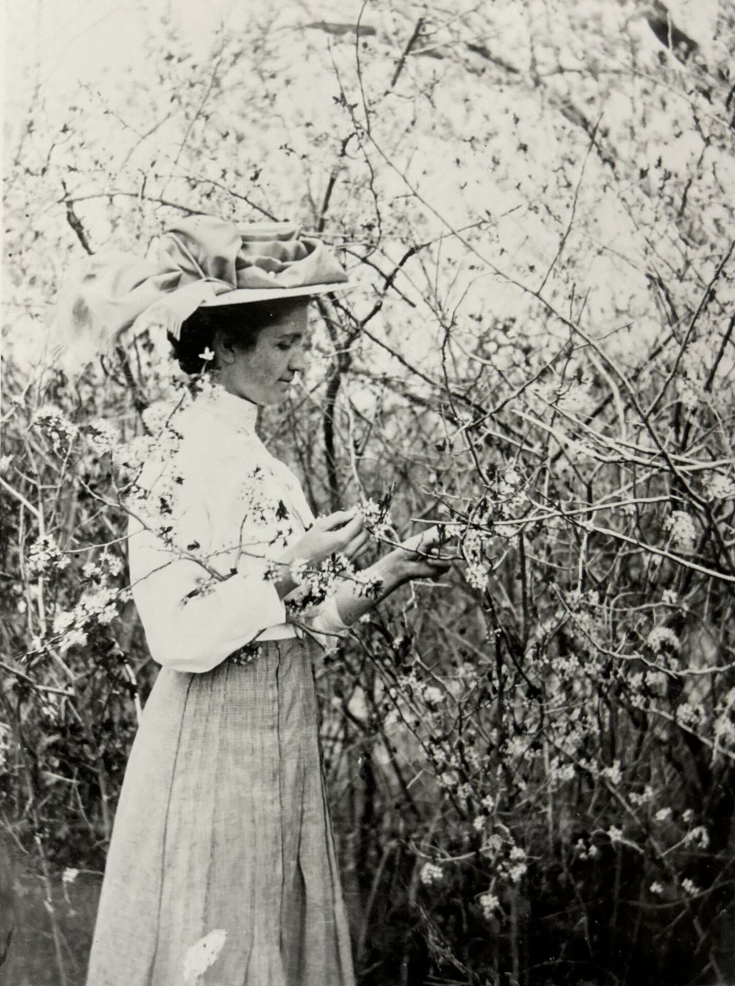 Edith Stella Knoll blossoms 1910 Edith Stella Knoll blossoms 1910