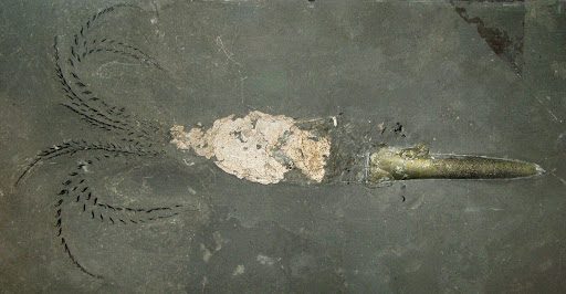 Fossil Fossil