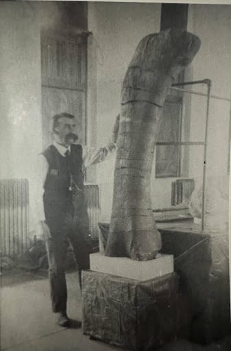 fdee W.H. Reed with the femur he found in 1904. ready for display at The University of Wyoming, Laramie.
