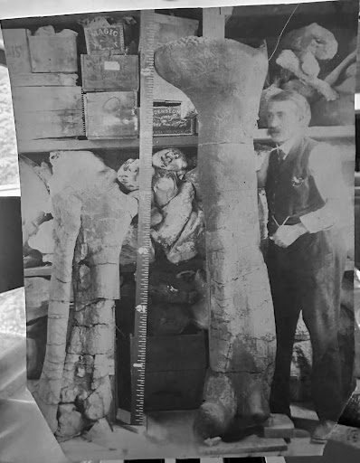 man Dr. Reed with femur of dinosaur, the largest known in the world in 1908. It was found by Dr. Reed in 1904 at Little Wagonhound Creek, Carbon County, WY. Note the vast assortment of bones stacked on the shelves behind Dr. Reed.