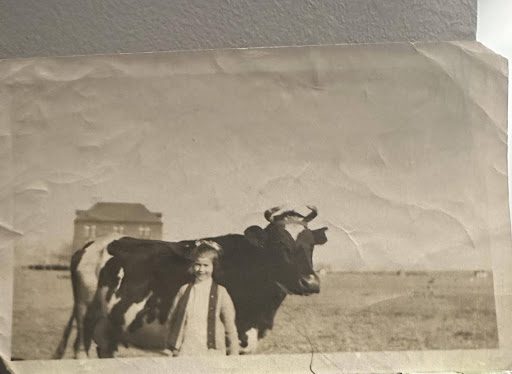 cow cow