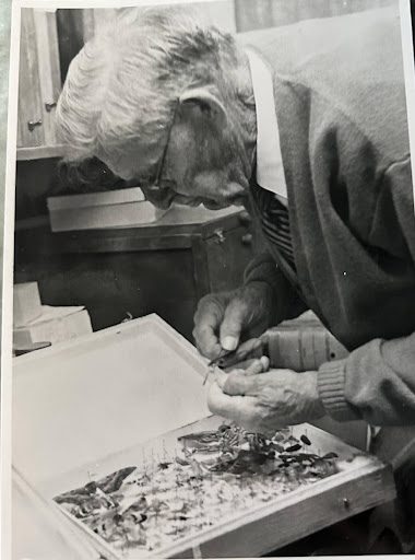 unnamed (18) Orville working on his butterfly collection. He made each of this wooden specimen boxes.
