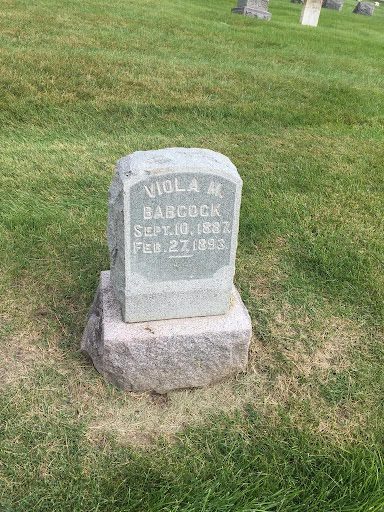 viola viola